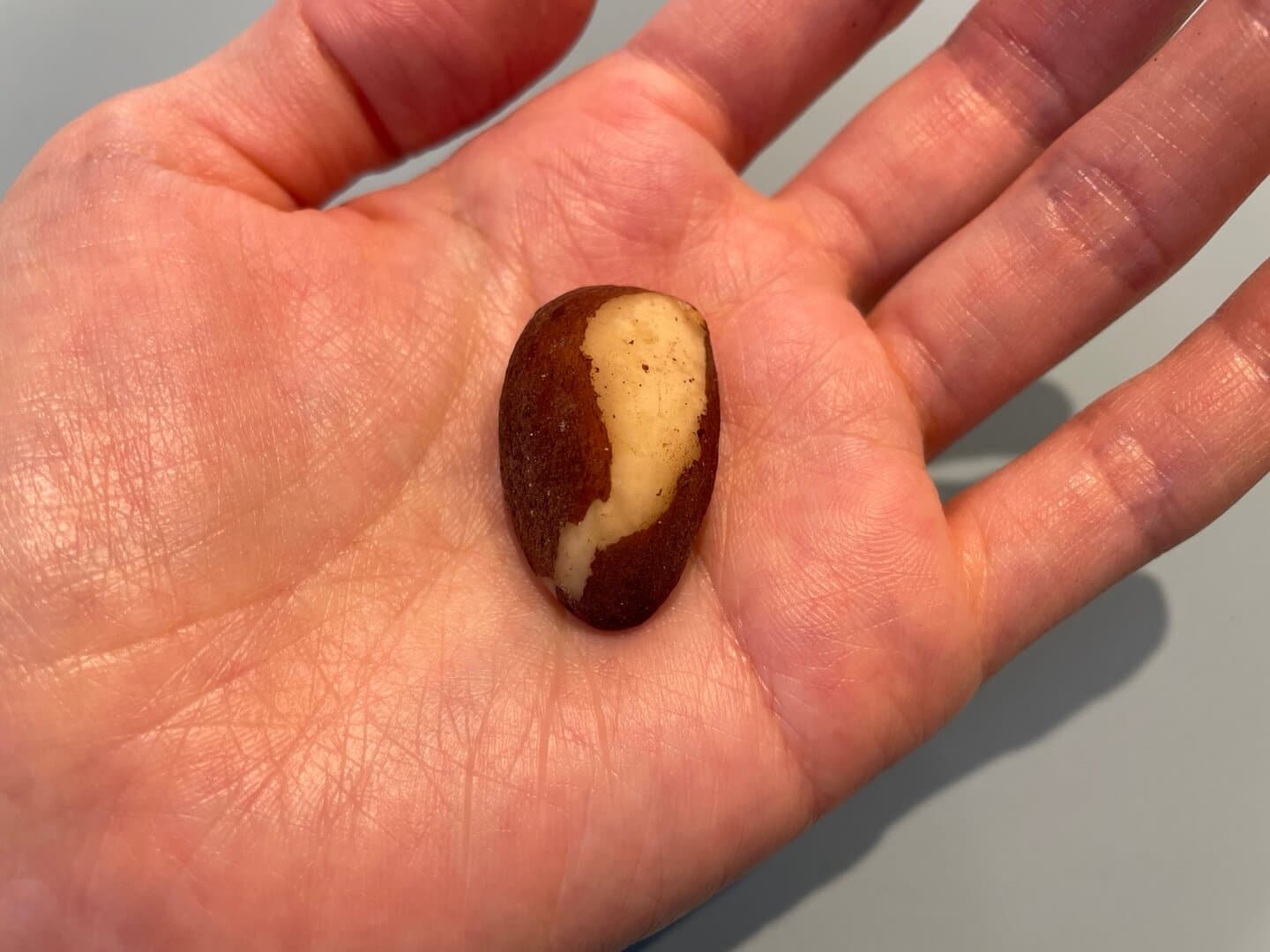 브라질너트 섭취 후기 - 작은 알