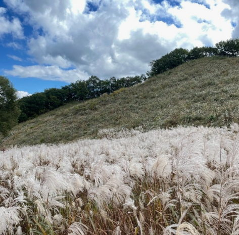 명성상 억새밭 사진