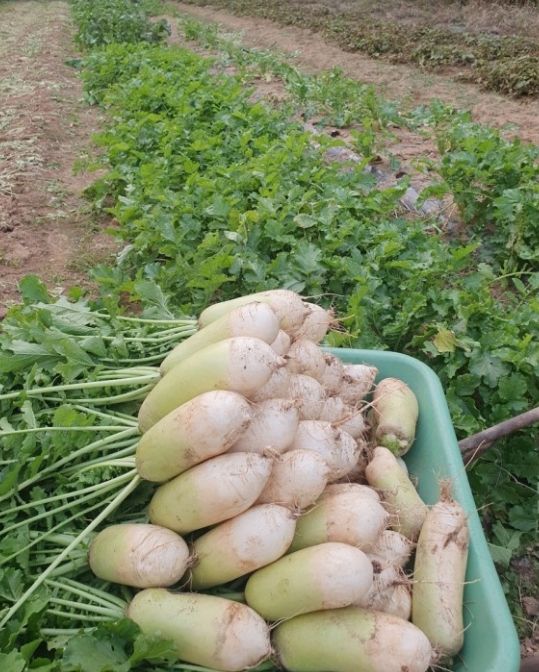 2024 농협 하나로 마트 절임배추 예약