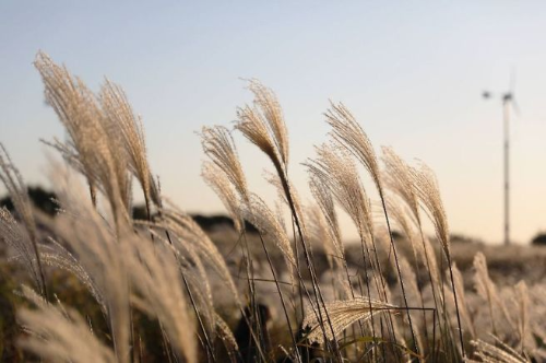 은빛 물결이 춤추는 '인생샷 성지'&hellip;'가을의 정석' 억새 군락지 BEST 4 (꿀팁 총정리)