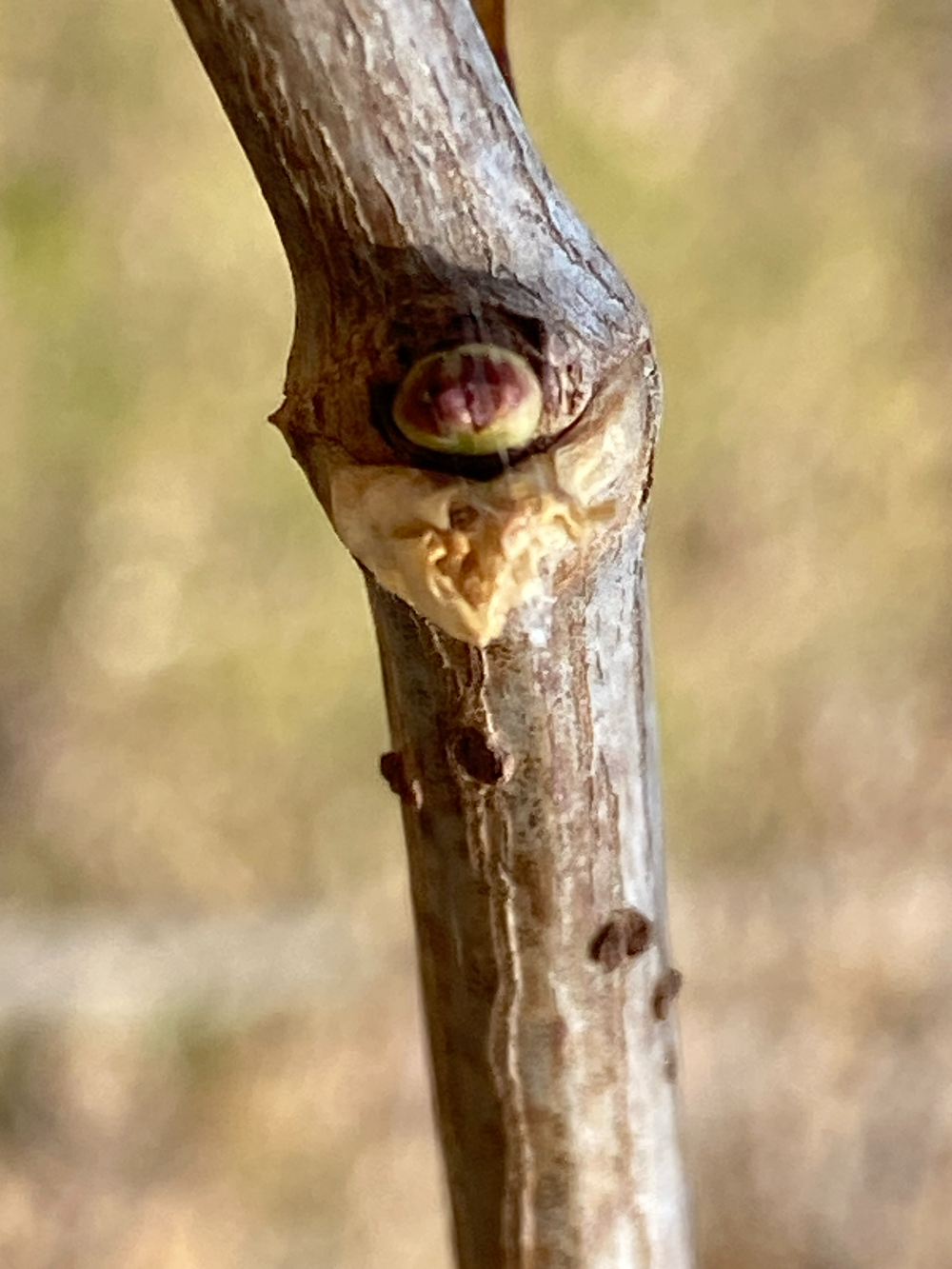 딱총나무 겨울눈2