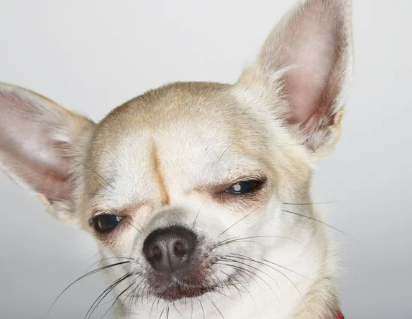 강아지 눈 밑, 위, 한쪽 부음, 위치별 원인부터 관리 팁