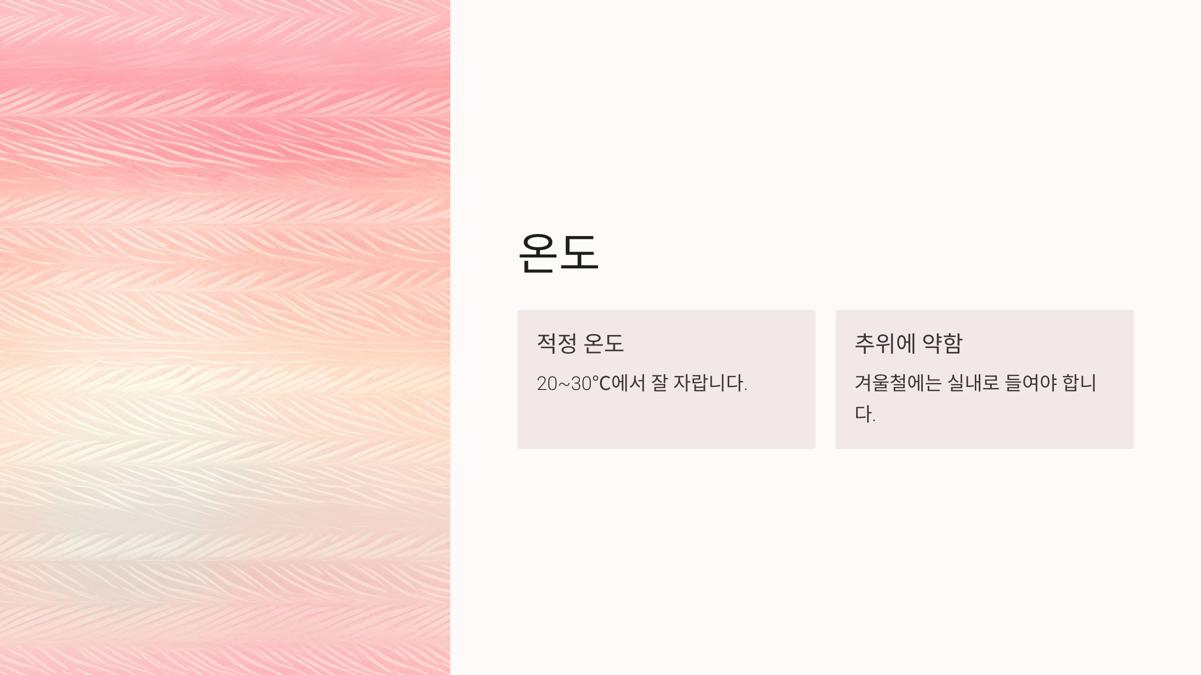 꽃기린 사진입니다.