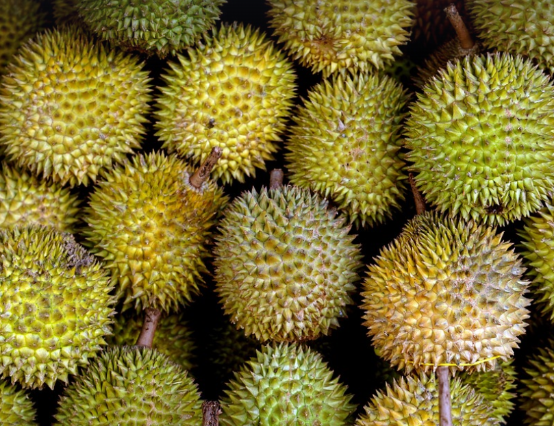 두리안의 모습
