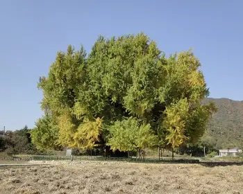 반계리 은행나무_18