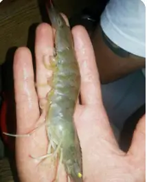 생방송투데이 오픈RUN 제철 새우구이 영종도 대하구이