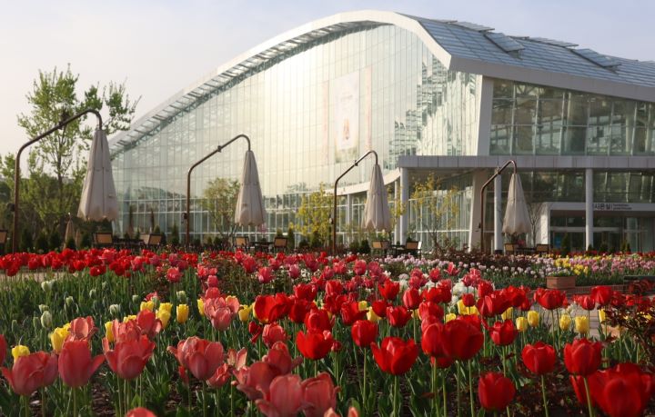 일월수목원 장식정원의 튤립꽃밭 전경