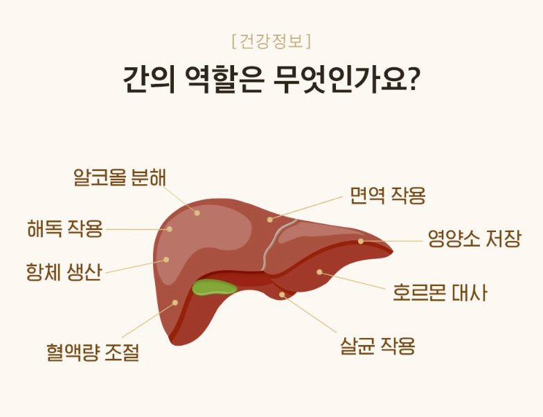간의 역활