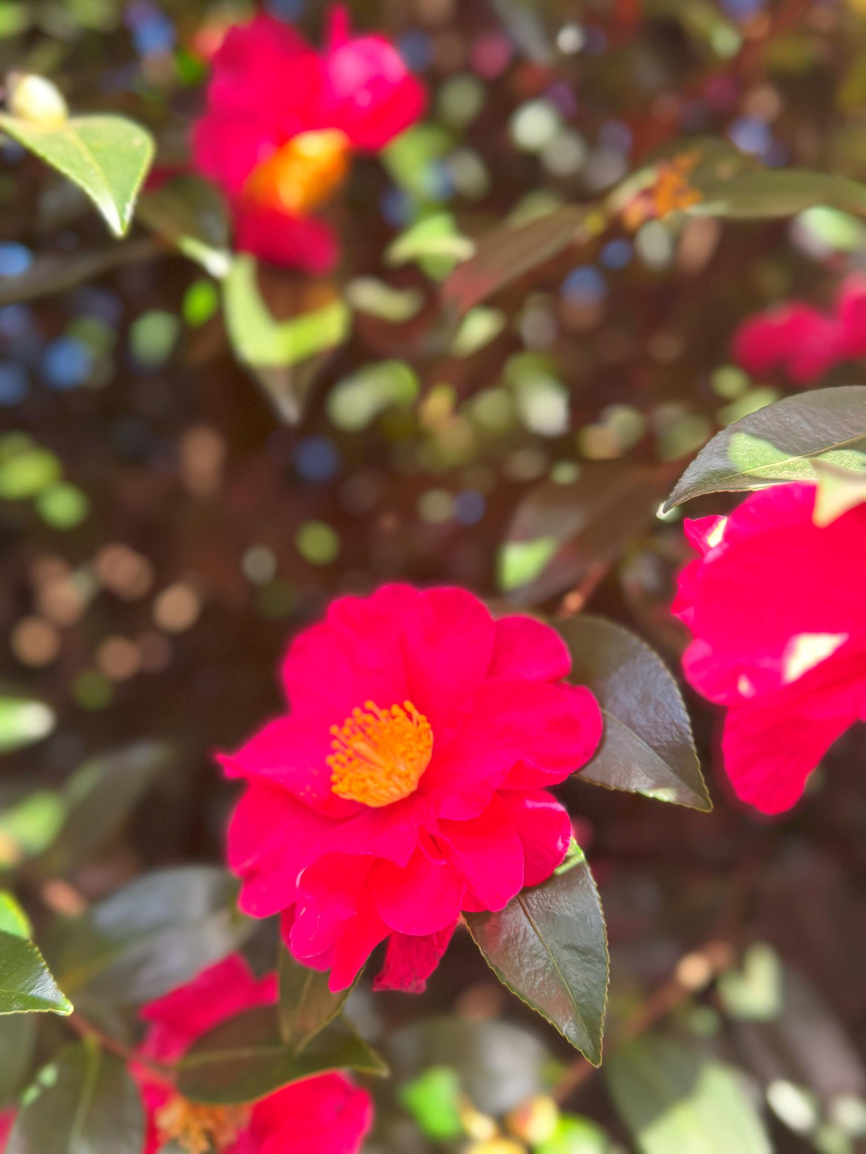 제주 동백수목원 동백꽃 사진4