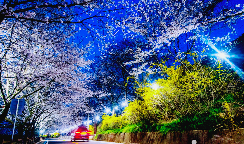 구례 300리 벚꽃축제