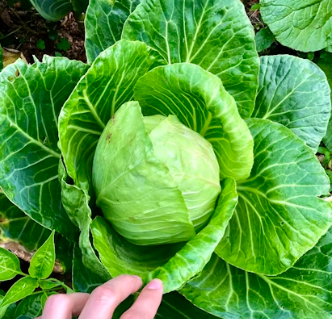 역류성식도염에 좋은 음식 영양제 식단