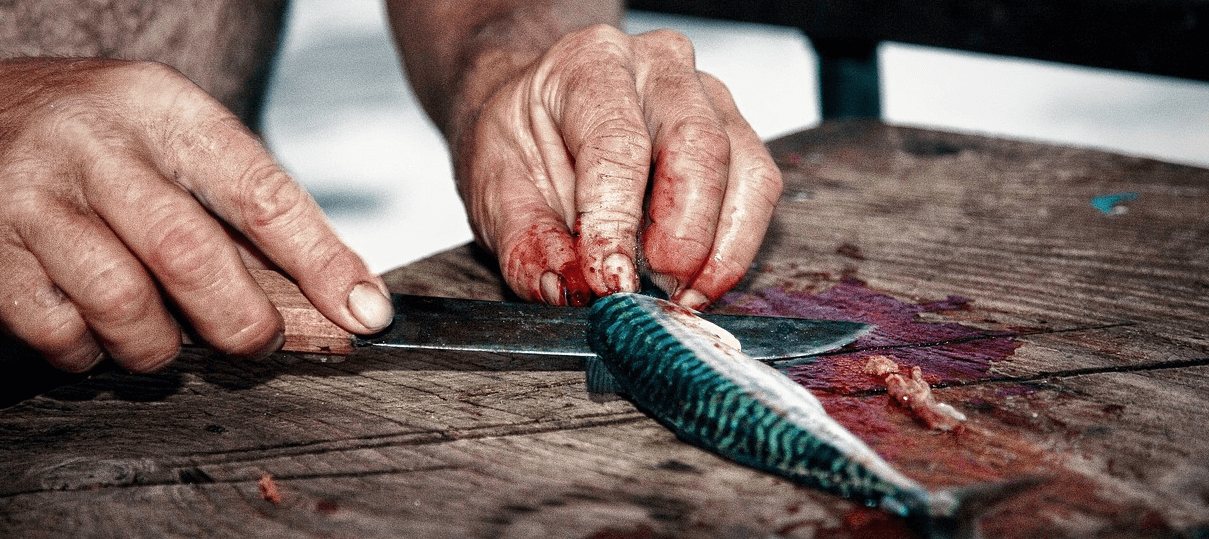 고등어 효능과 관련된 고등어와 생선 사진 - 5