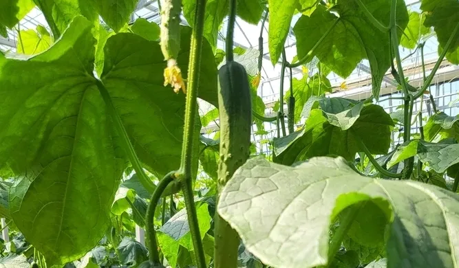 오이 재배 유인 방법 곁순 정리 수분 관리_4