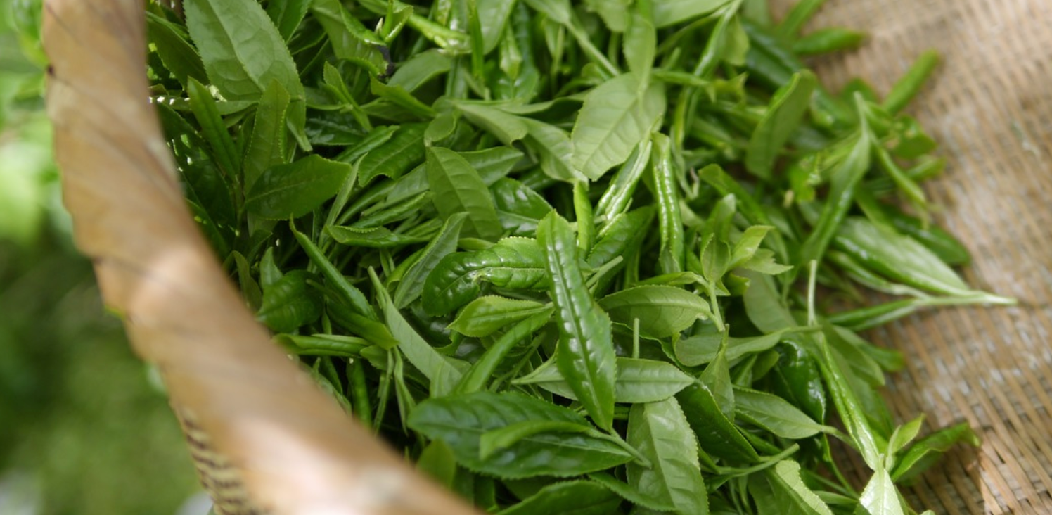 녹차-말차-카테킨-항산화