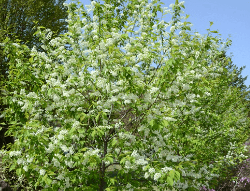 귀룽나무 포토 꽃 꽃말 열매 잎 묘목 사러가기