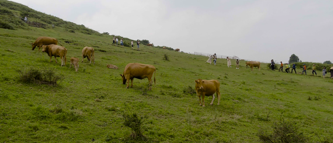 제주도 오름 사진 찍기 좋은 산책 트레킹 코스 지도 위치