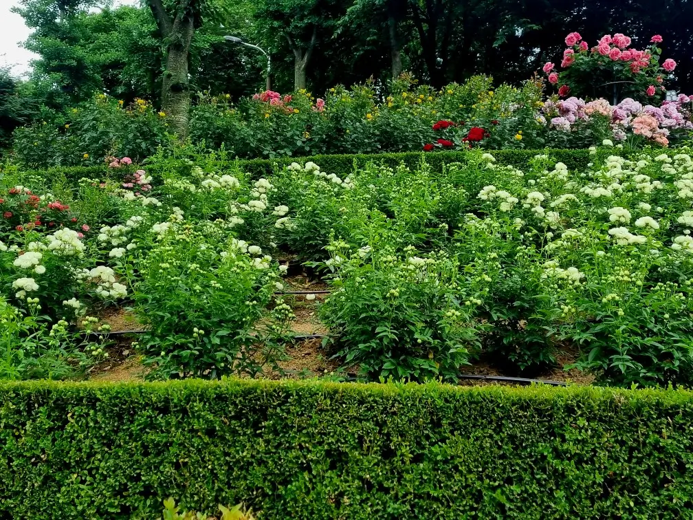 2024 부천 백만송이 장미원 축제 중: 개화 현황, 포토존, 쉼터, 화장실, 주차, 대중교통