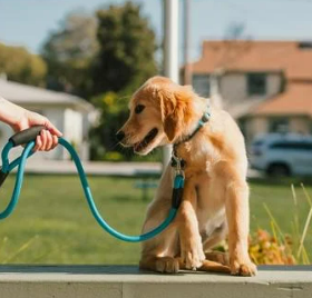 강아지 리드줄 사용법 하네스 산책 훈련 팁