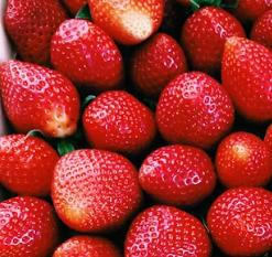 만성 췌장염에 좋은 음식 영양제 식단