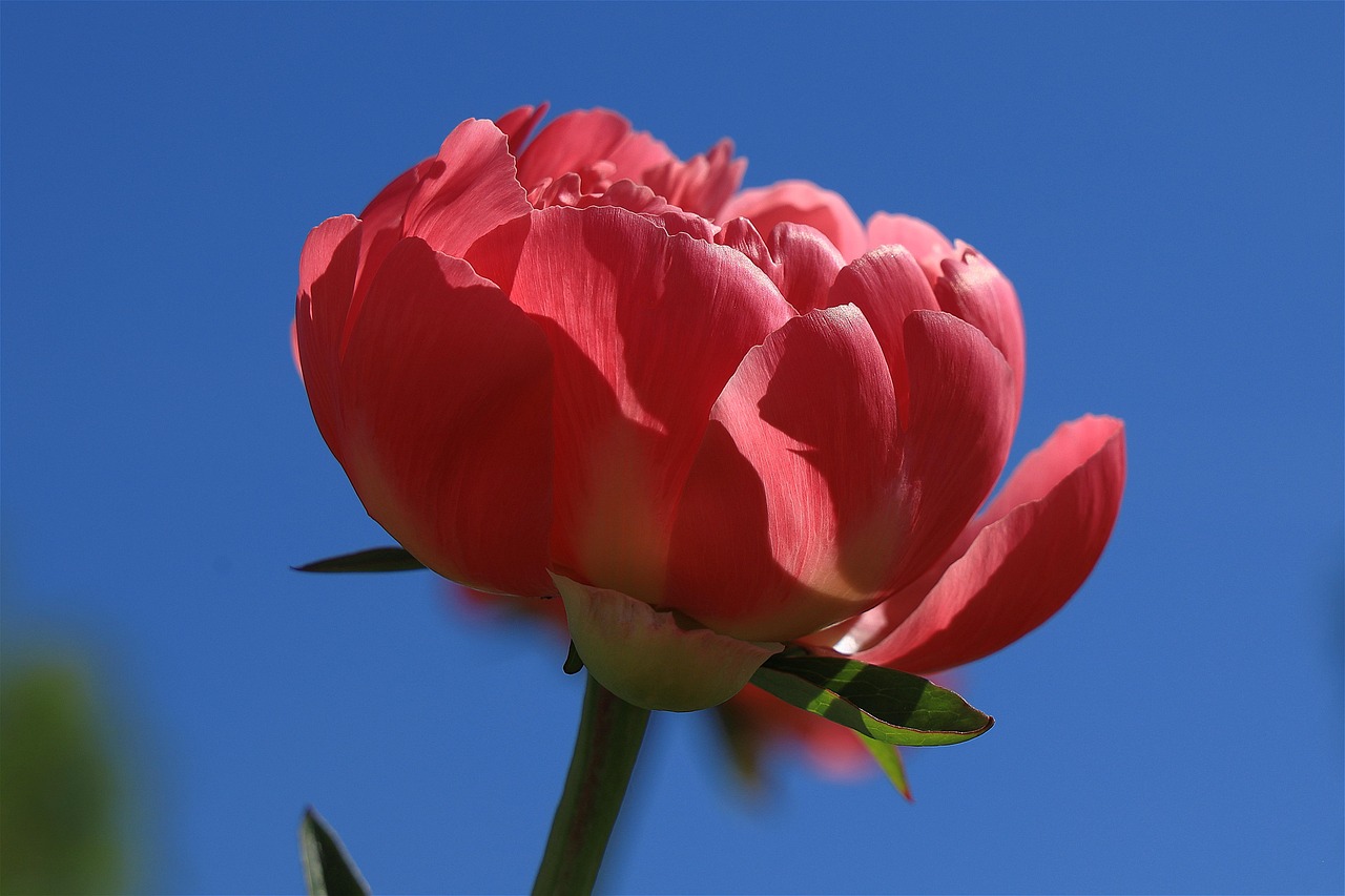 영천 작약꽃 축제