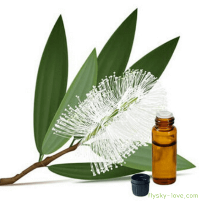 카제풋 (cajeput), 카제풋 오일