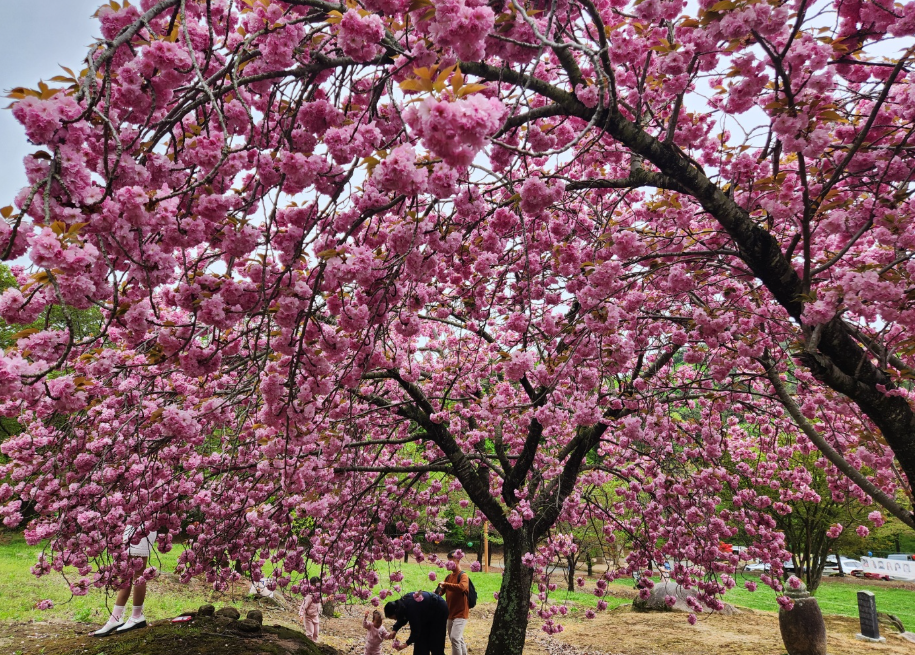 경산 환성사 겹벚꽃