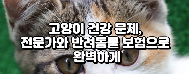 고양이 건강 문제, 전문가와 반려동물 보험으로 완벽하게