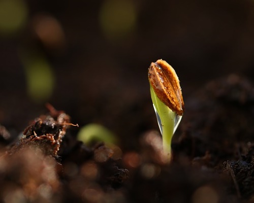 새싹보리 효능 콜레스테롤 낮추는 음식