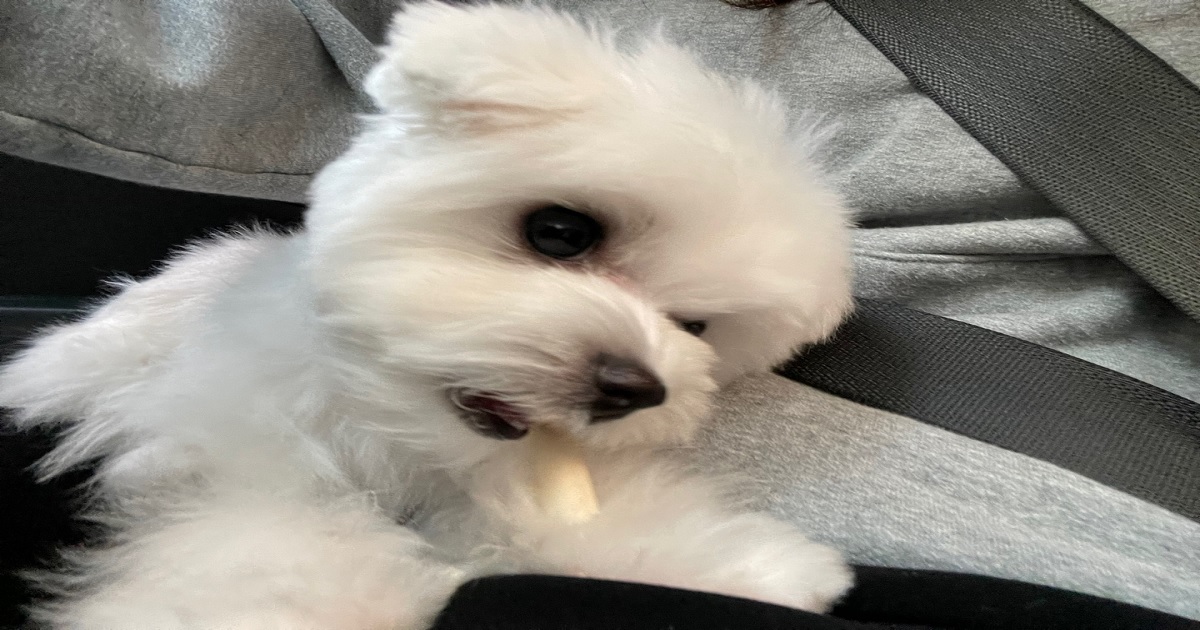 강아지가-적정몸무게를-유지하며-간식을-즐기는-모습