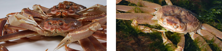 제27회 영덕대게축제 영덕대게 생태 및 특징