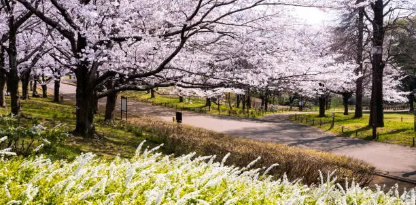 서울 봄공원사진