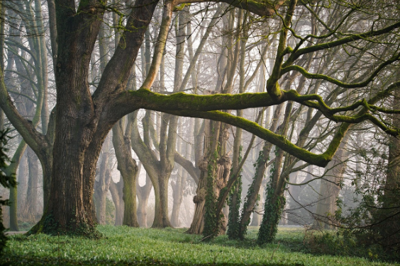 산림 탄소 흡수 능력 한계와 새로운 기후 전략