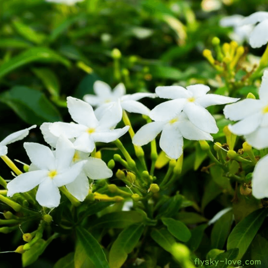 자스민 (Jasmine), 자스민 오일