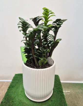 보석금전수 물주기 키우기 잎꽂이 꽃 노란잎 관리 재물운_4