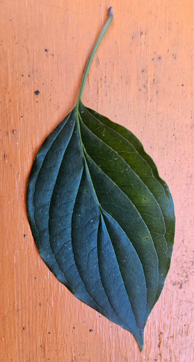 말채나무 잎 앞면