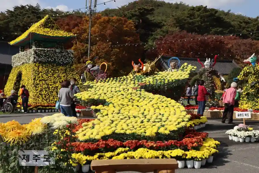 국화축제 사진