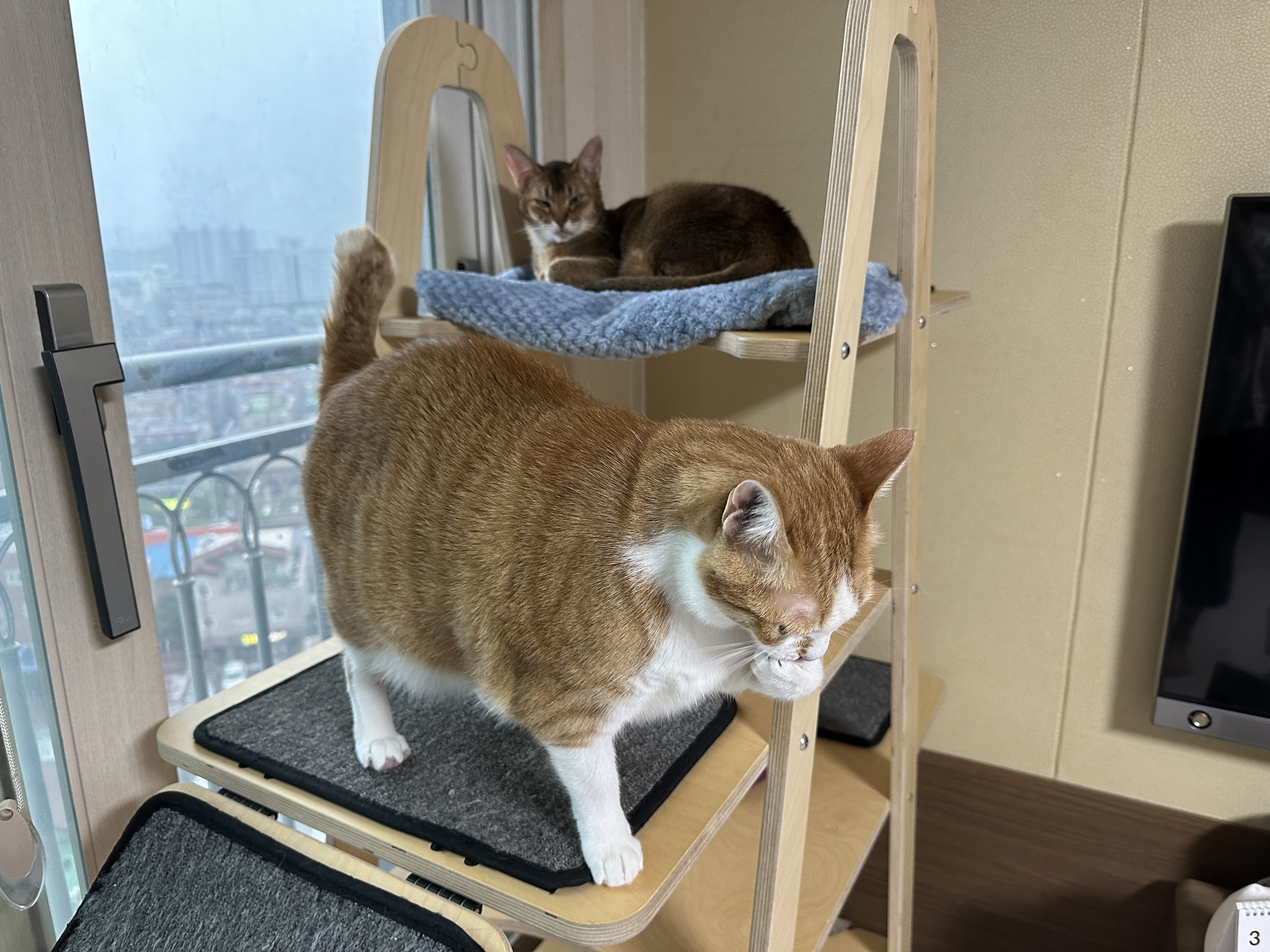 내리는-빗방울-감상할-줄-아는-갬성적인-고양이-루디-(feat.-은근한-질투쟁이-호야)