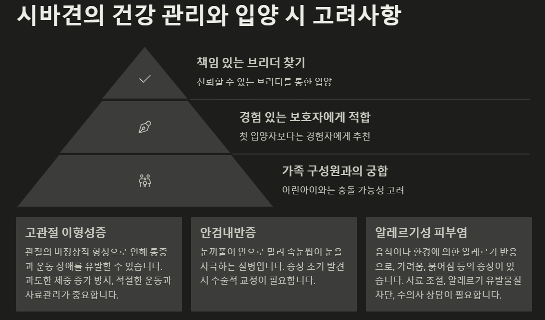 시바견 건강관리와 입양시 고려사항 사진