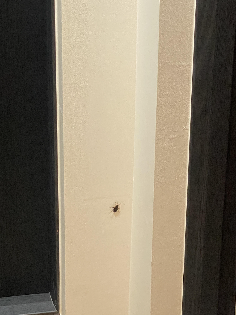 대전 스테이인터뷰 장태산 바퀴벌레