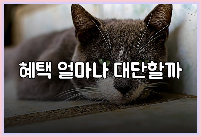 혜택 얼마나 대단할까