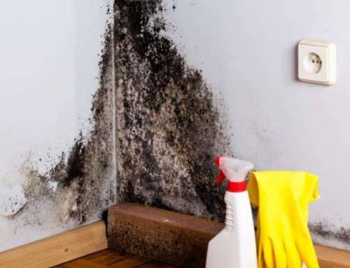 곰팡이냄새제거