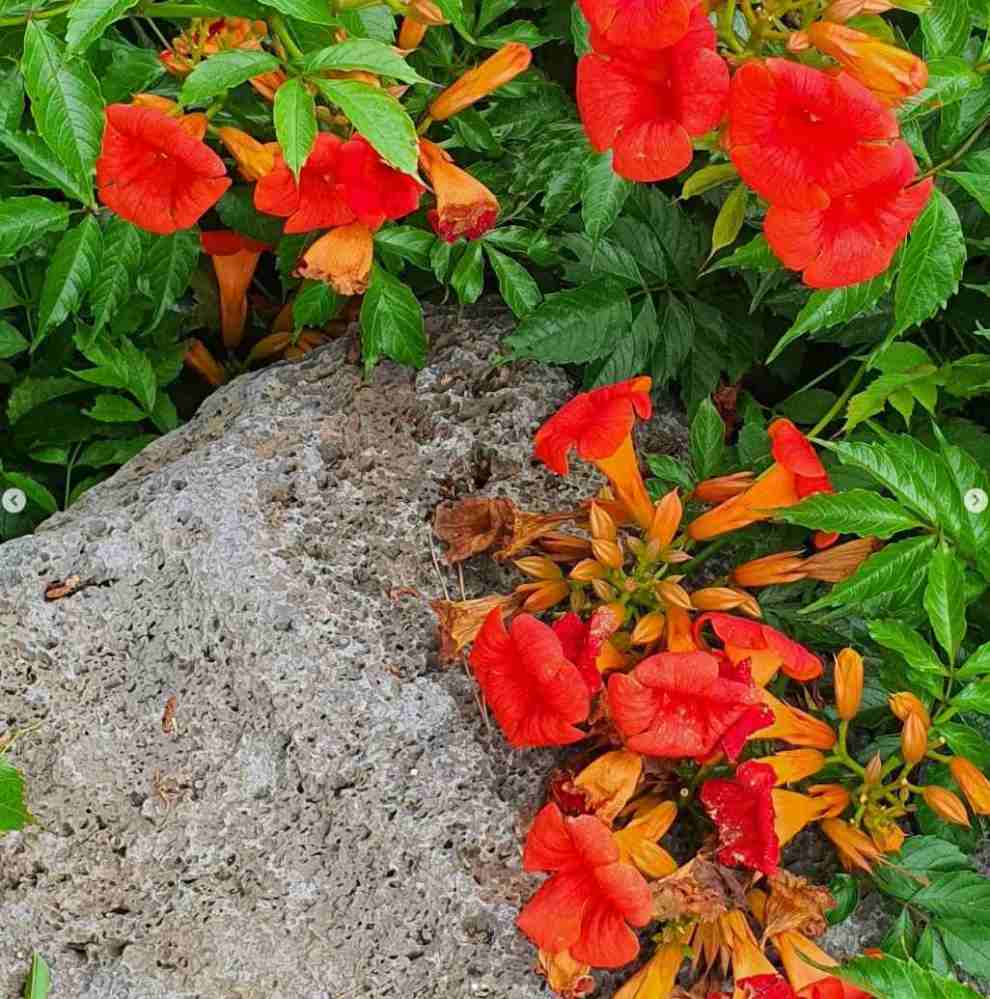 비체올린 능소화축제