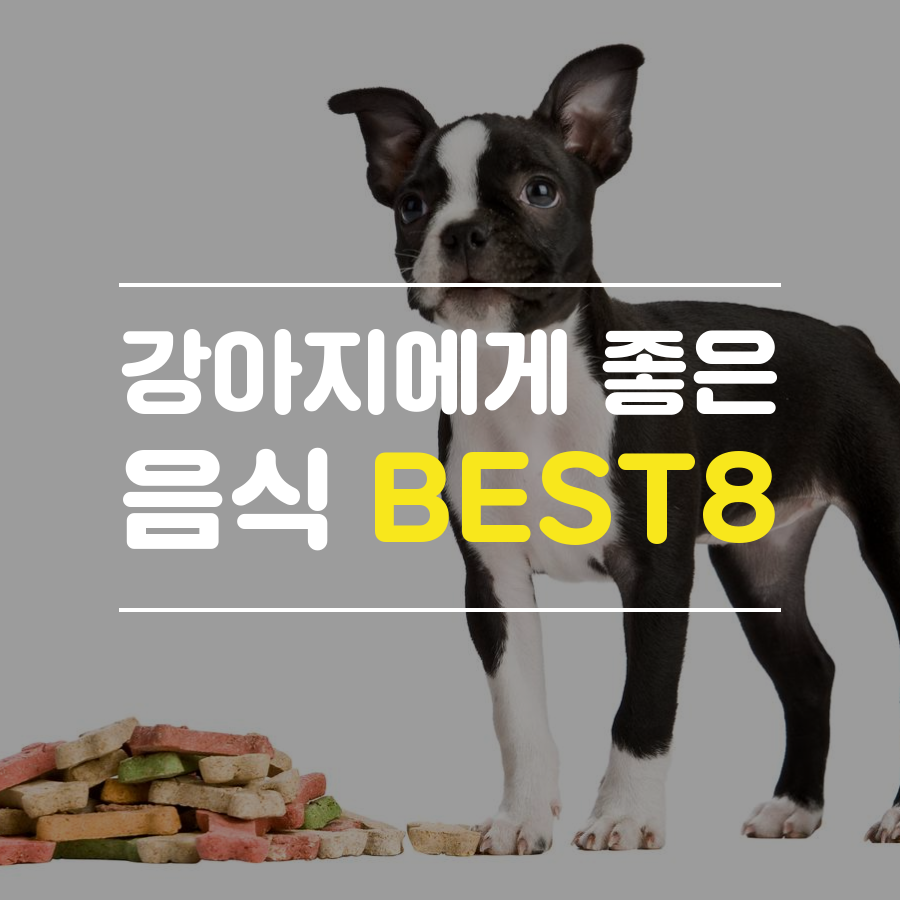 강아지에게 좋은 음식 BEST8