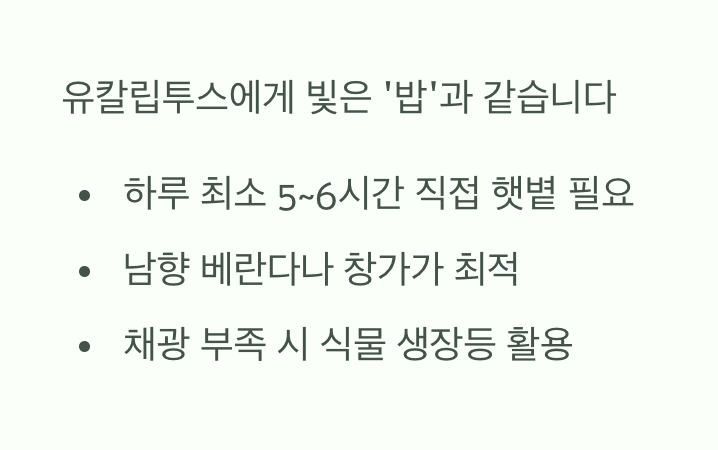 가장 중요한 첫 번째 조건, 햇빛