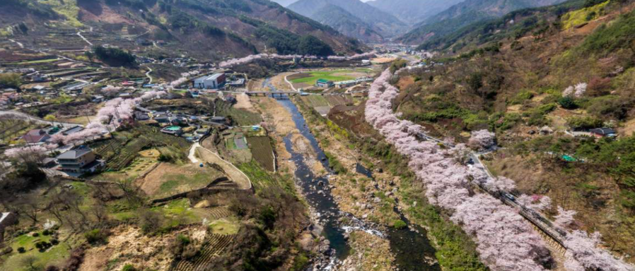하동 십리벚꽃길(출처:하동군청)