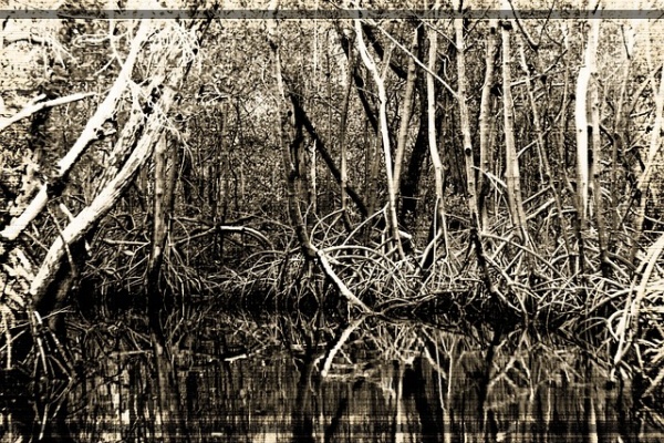 지구가 아파요. 멸종 위기 동물식물 사라지는 것들