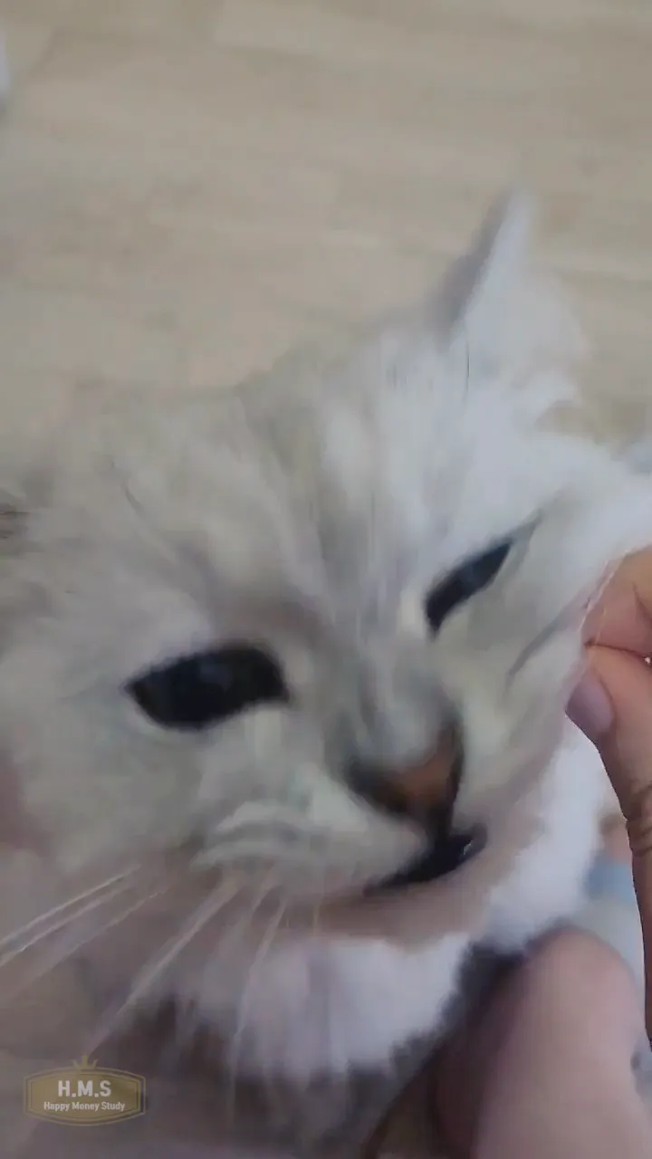 고양이-귀리-먹방-귀리를-한입에-먹는-고양이