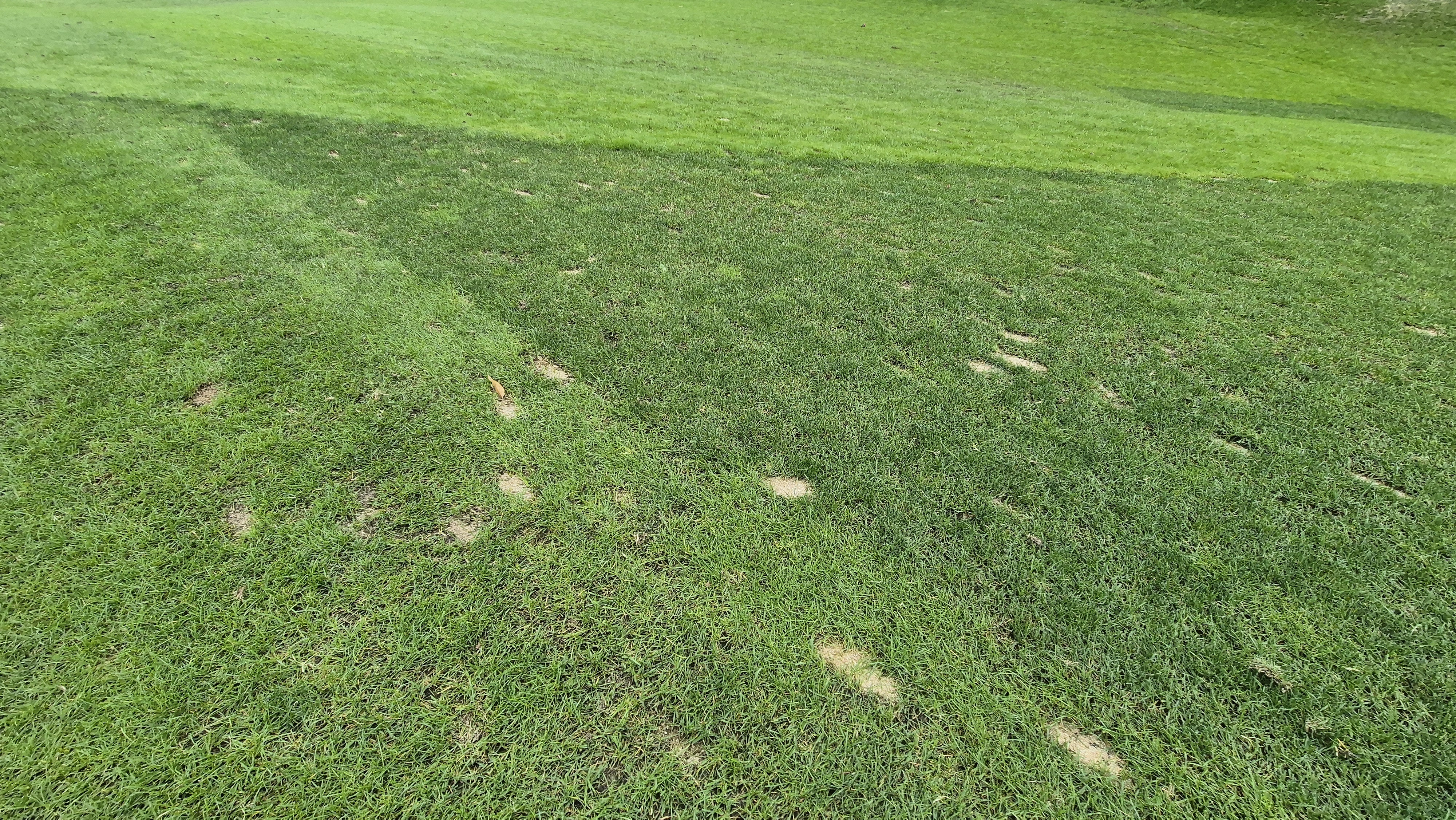 블랙스톤 벨포레cc 코스 관리 상태