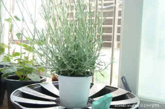 라벤더 키우기 물주기 향기관리 통풍일조 집에서도 가능한 관리_2