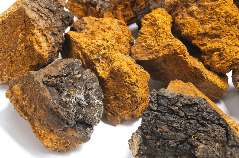 차가버섯 끓이는법 분말 먹는 방법(먹는법)알아보기